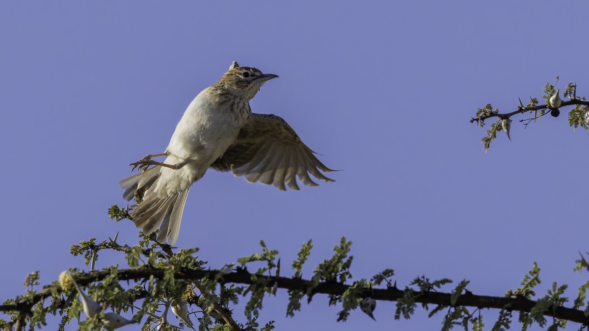Gillett's Lark - ML636038500