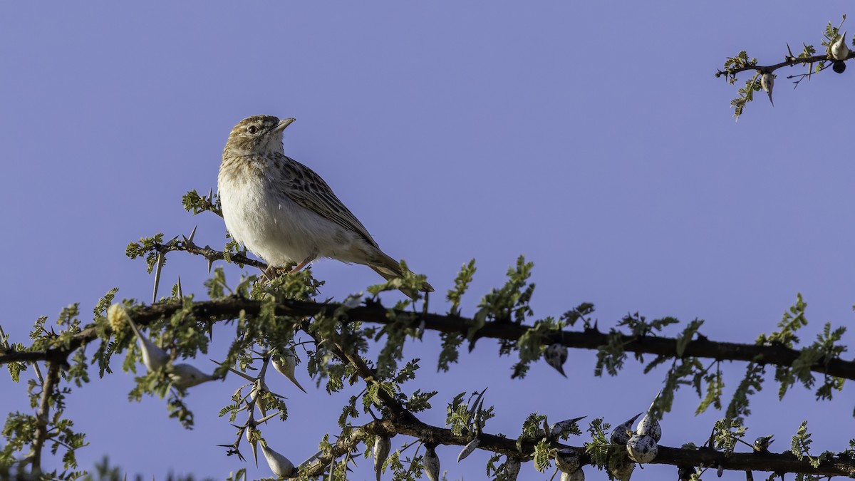 Gillett's Lark - ML636038502