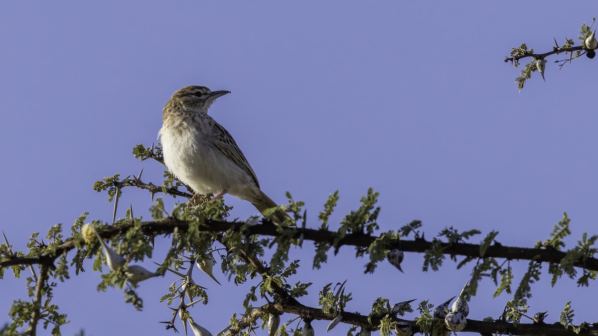 Gillett's Lark - ML636038504