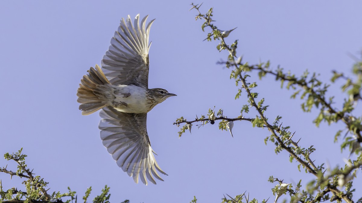 Gillett's Lark - ML636038505
