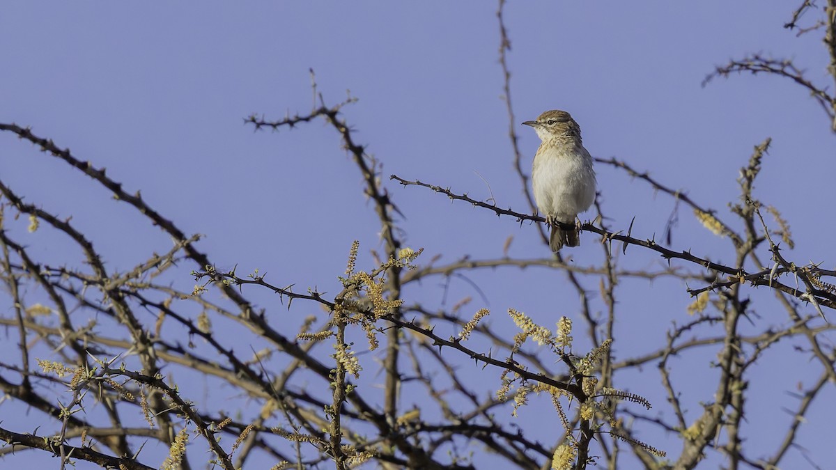 Gillett's Lark - ML636038514