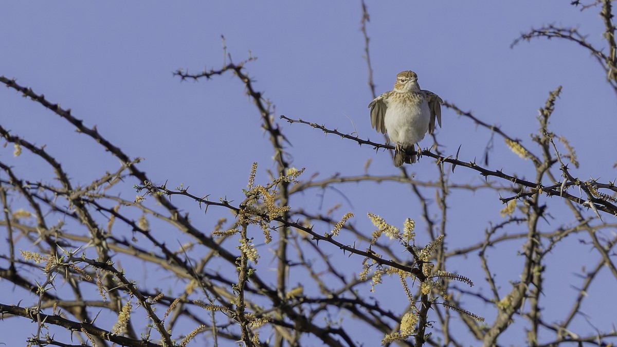 Gillett's Lark - ML636038516