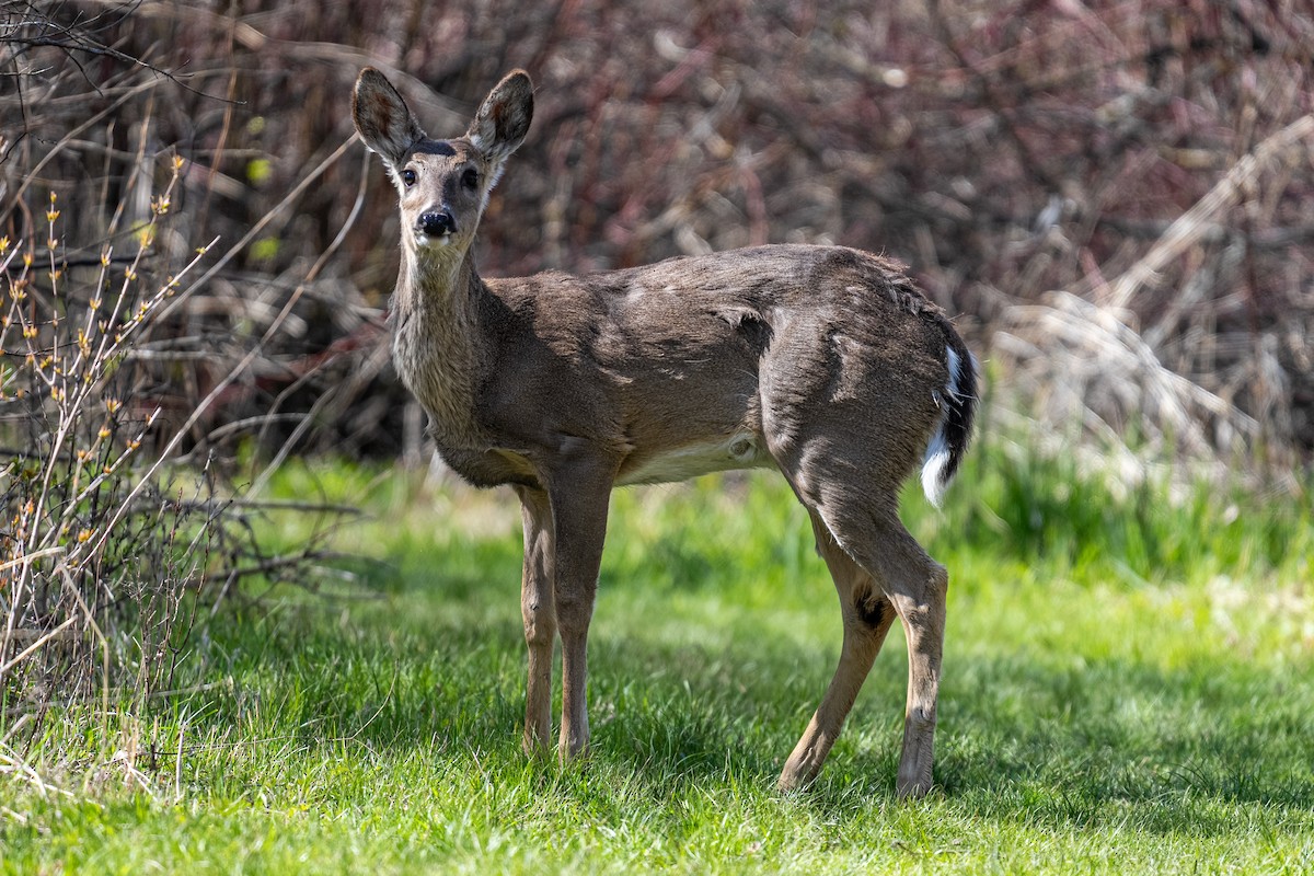 White-tailed Deer - ML636038519