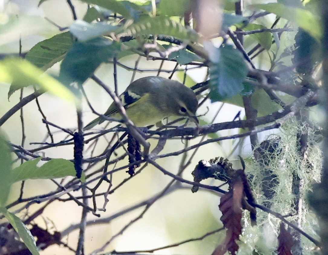 Yellow-winged Vireo - ML636038574