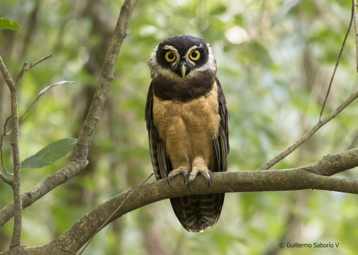 Spectacled Owl - ML63603861