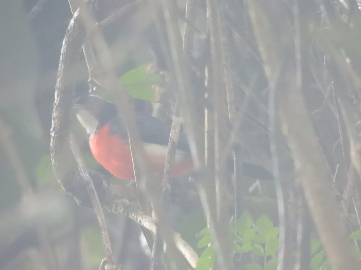 Rose-breasted Chat - ML636038666