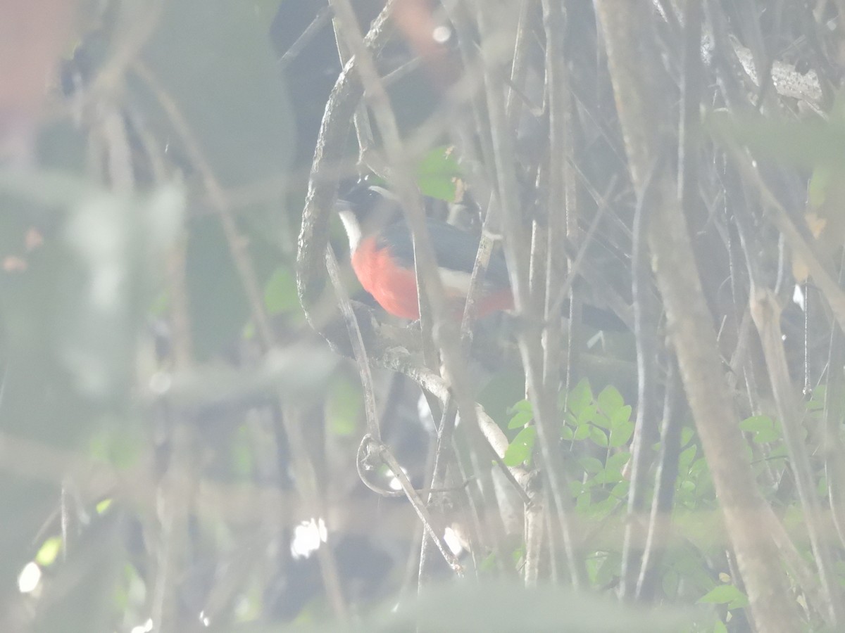Rose-breasted Chat - ML636038667
