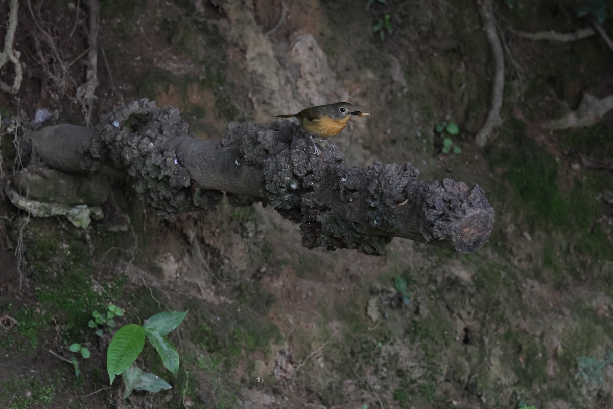 Hill Blue Flycatcher - ML636038709
