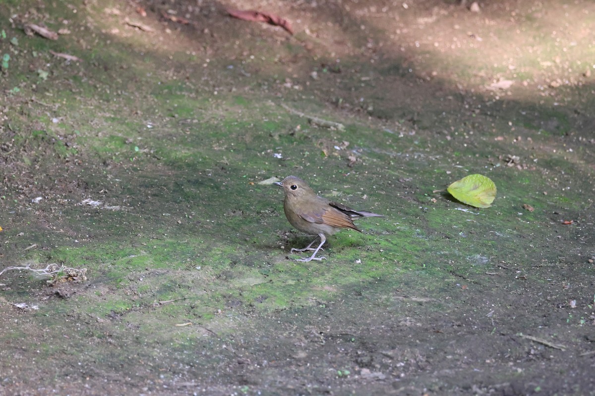 Hill Blue Flycatcher - ML636038710