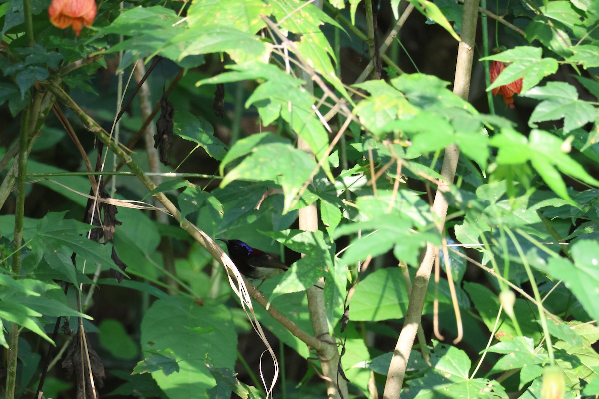 Black-throated Sunbird - ML636038734