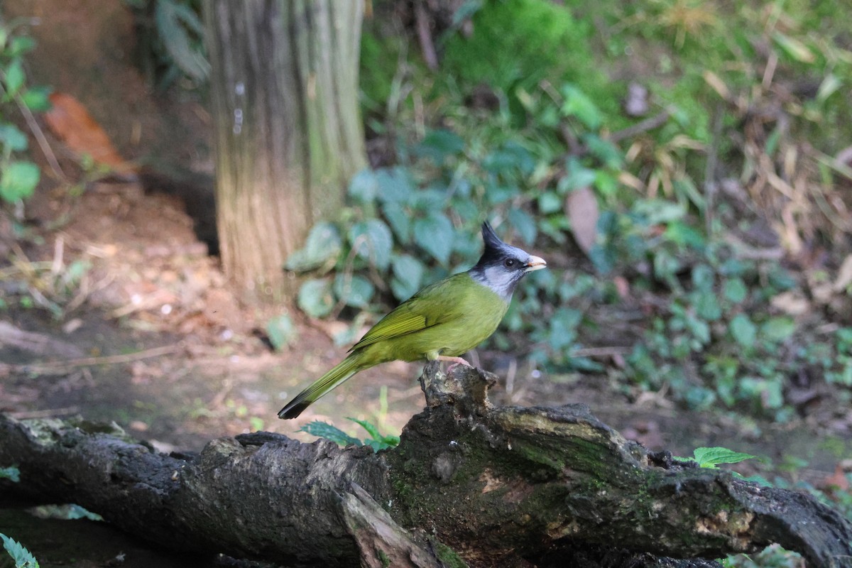 Crested Finchbill - ML636038758