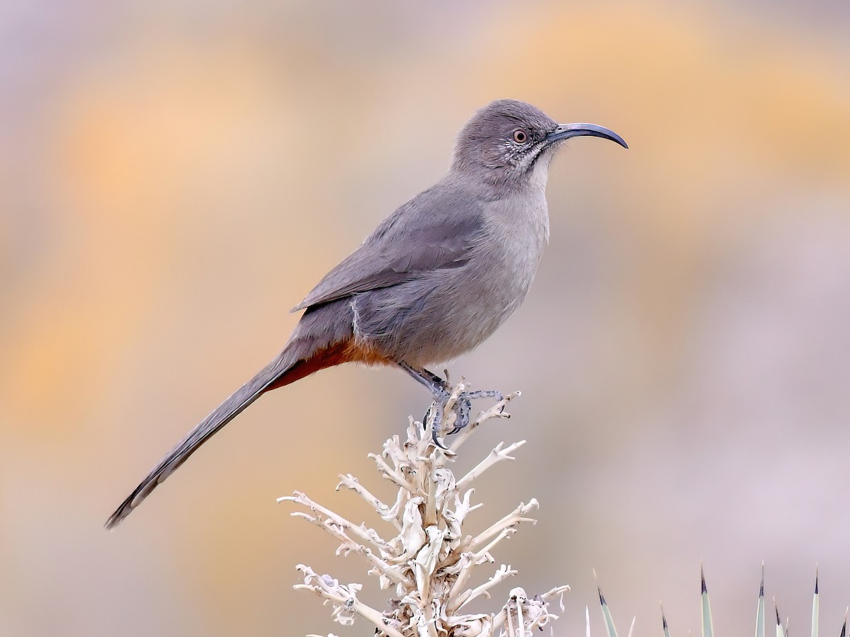 キタベニハチクイ （北紅蜂喰） Northern Carmine Bee-eater