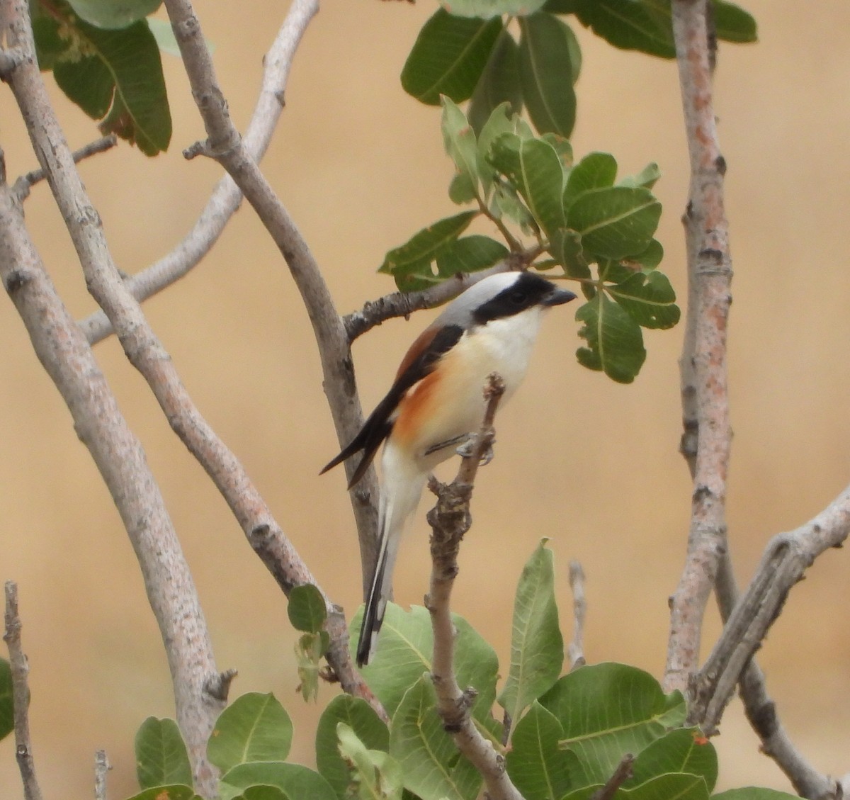Bay-backed Shrike - ML636038781