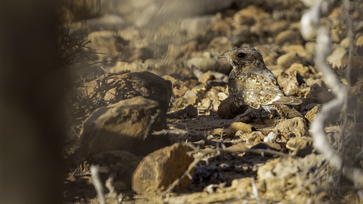 Nubian Nightjar - ML636038797
