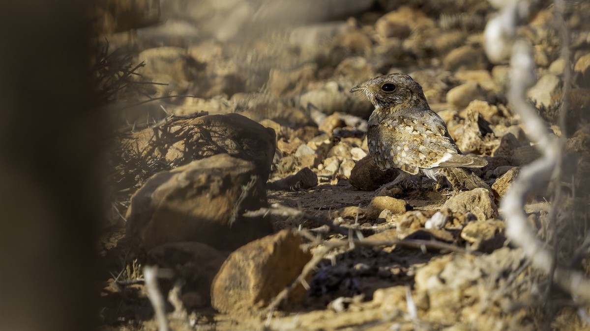 Nubian Nightjar - ML636038798
