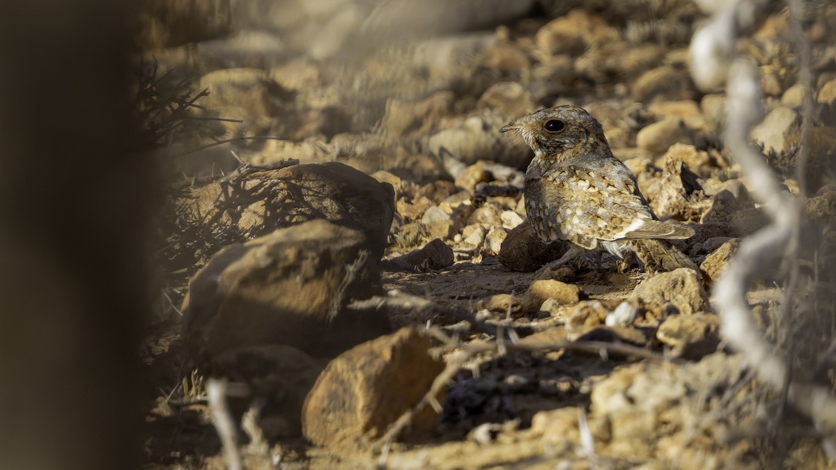 Nubian Nightjar - ML636038799