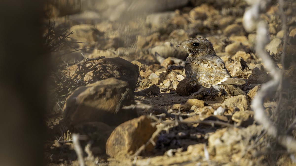 Nubian Nightjar - ML636038800