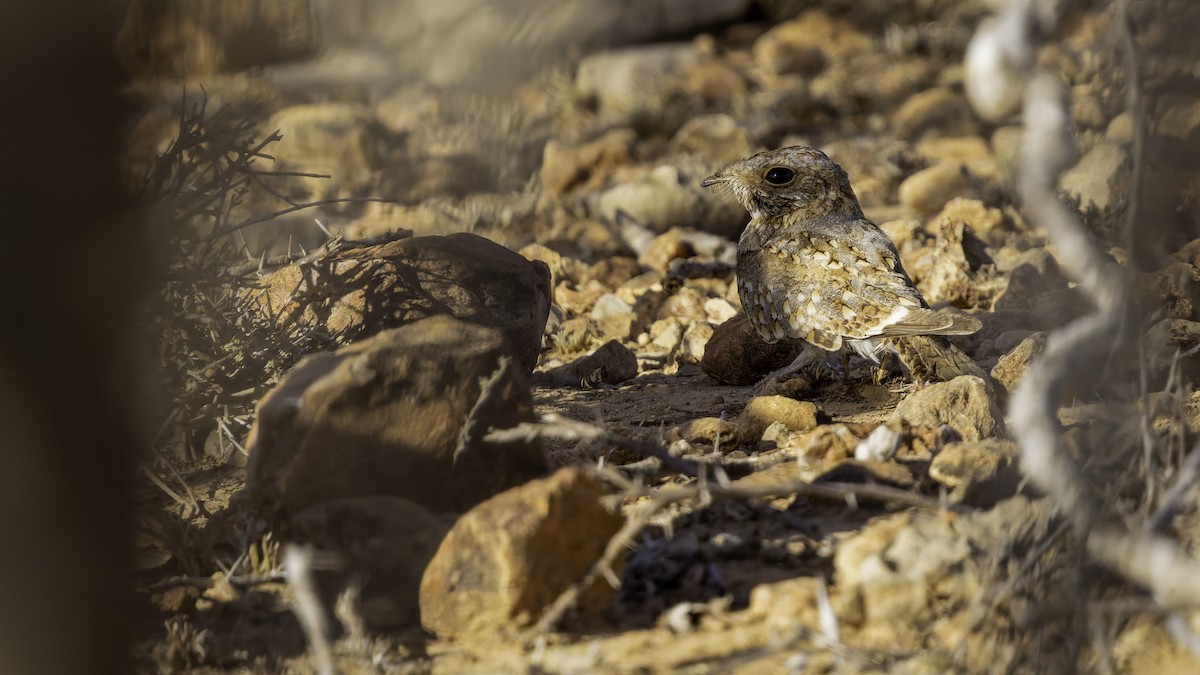 Nubian Nightjar - ML636038801