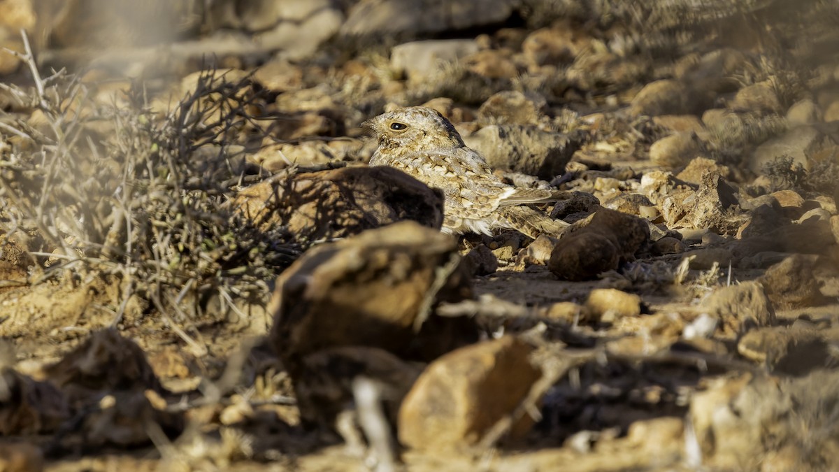 Nubian Nightjar - ML636038802