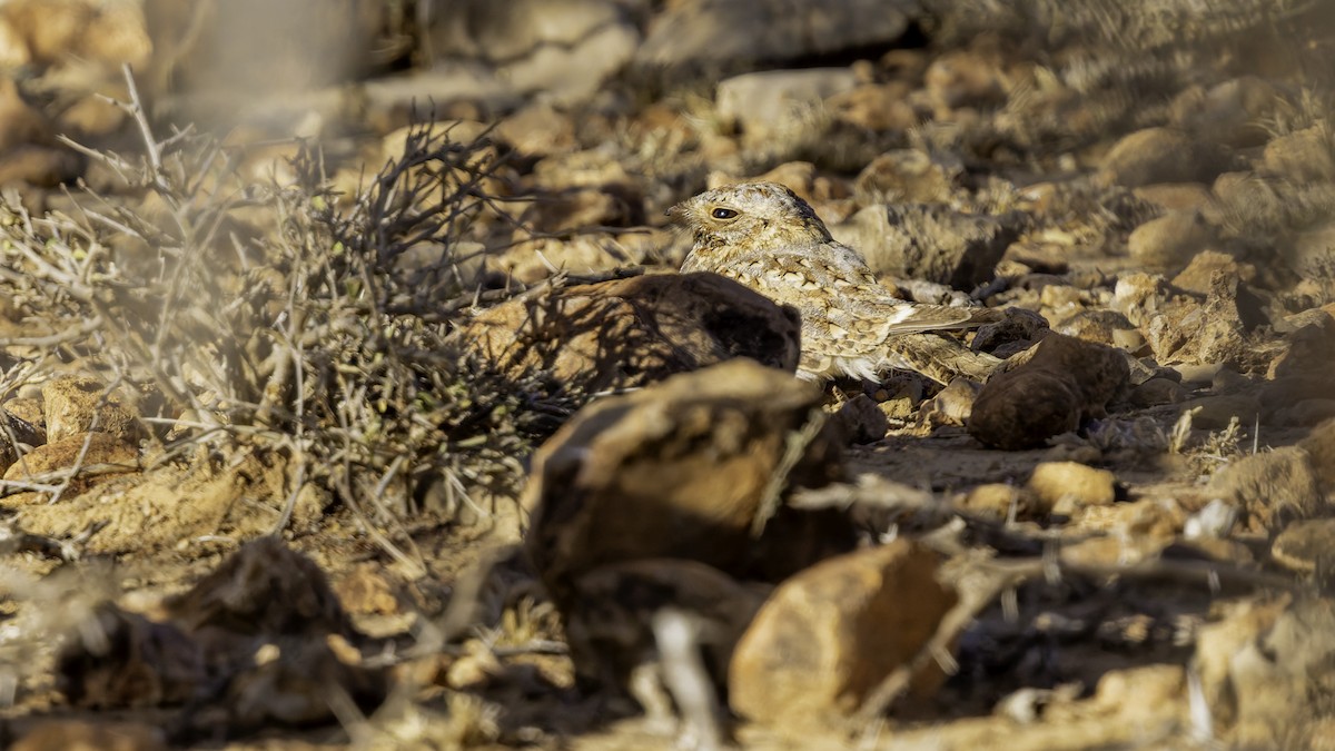 Nubian Nightjar - ML636038803