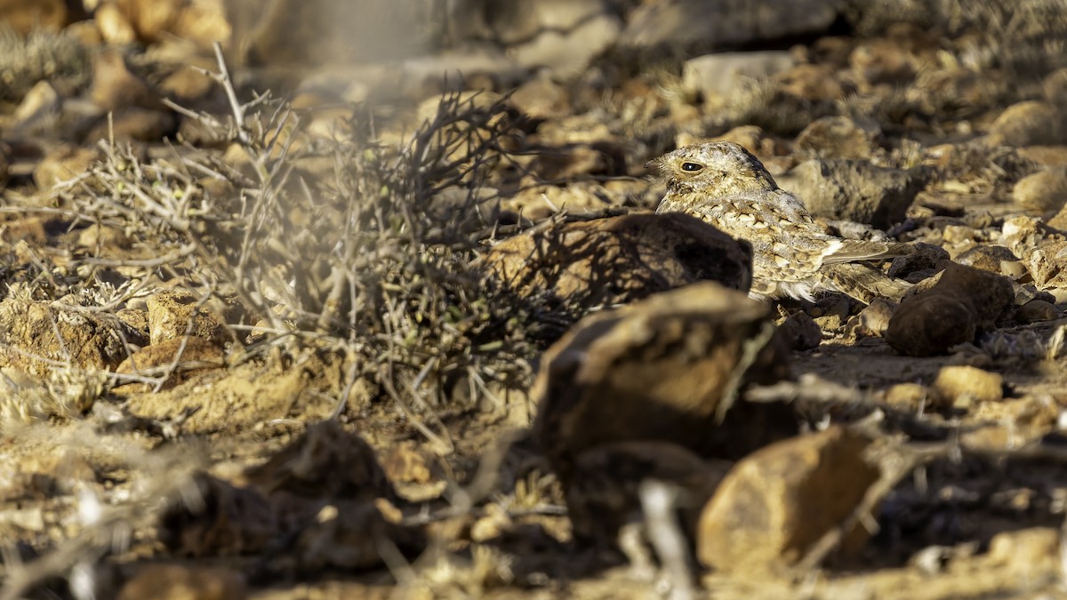 Nubian Nightjar - ML636038804