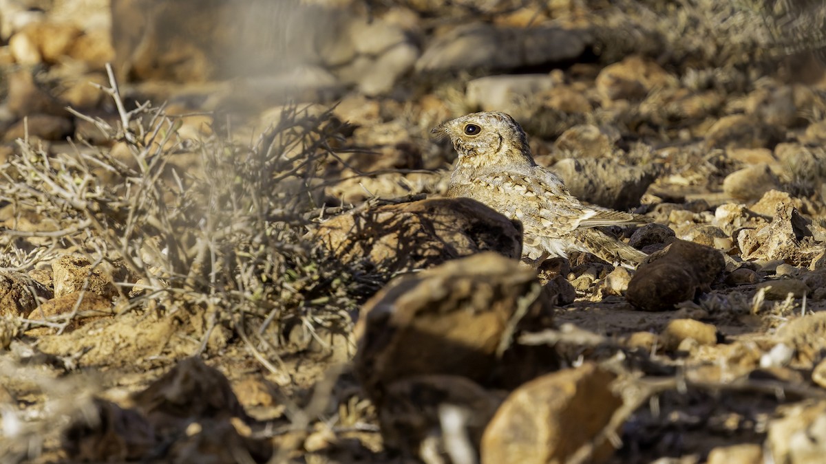 Nubian Nightjar - ML636038805