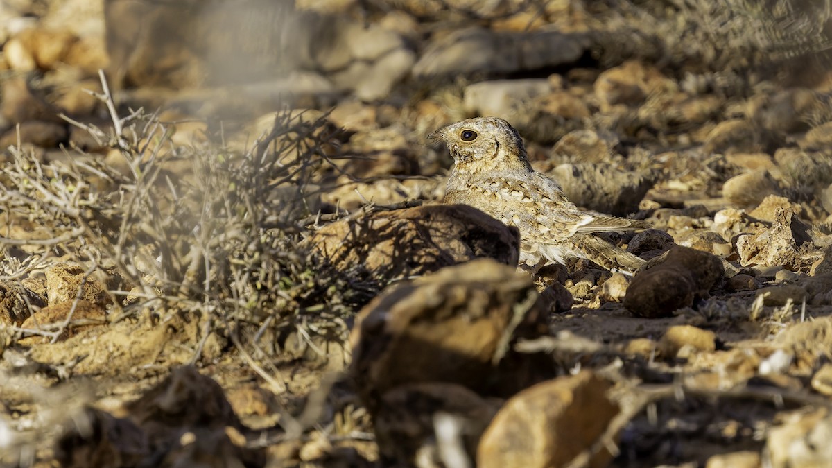 Nubian Nightjar - ML636038810