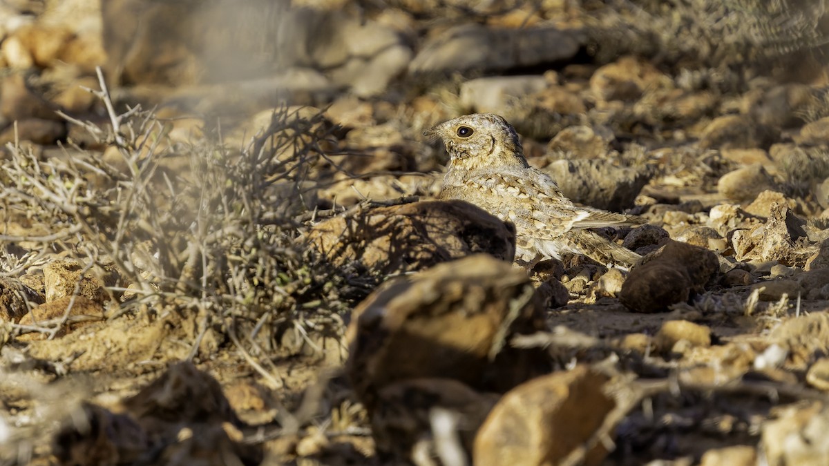 Nubian Nightjar - ML636038811