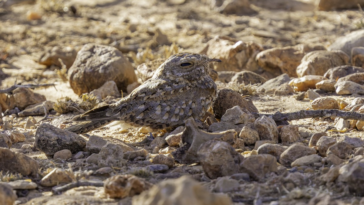 Nubian Nightjar - ML636038812