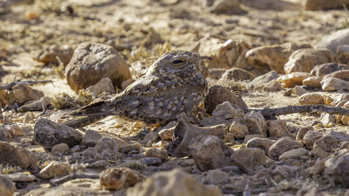 Nubian Nightjar - ML636038813