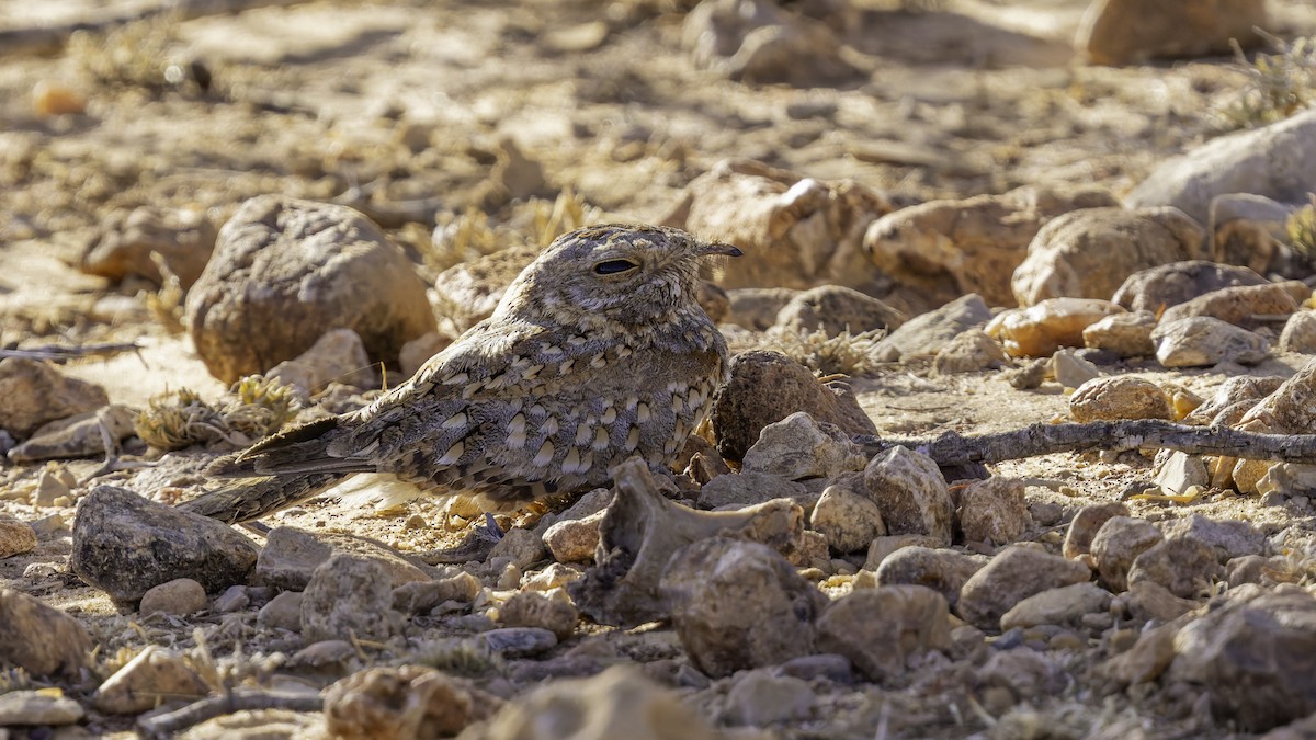Nubian Nightjar - ML636038815