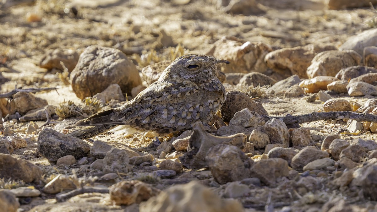 Nubian Nightjar - ML636038816