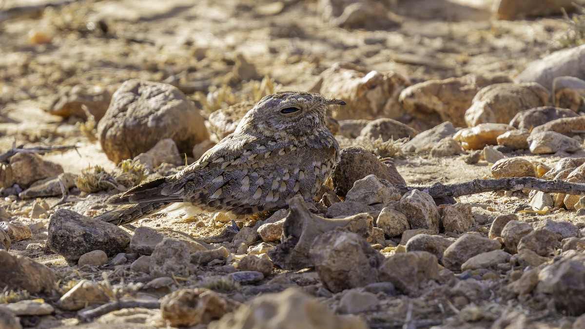 Nubian Nightjar - ML636038817