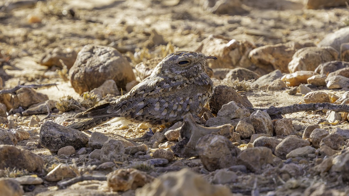 Nubian Nightjar - ML636038818