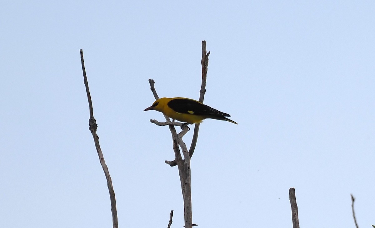 Eurasian Golden Oriole - ML636038850