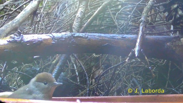 Eurasian Blackcap - ML636038876