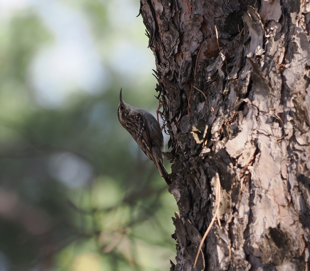 Short-toed Treecreeper - ML636038878