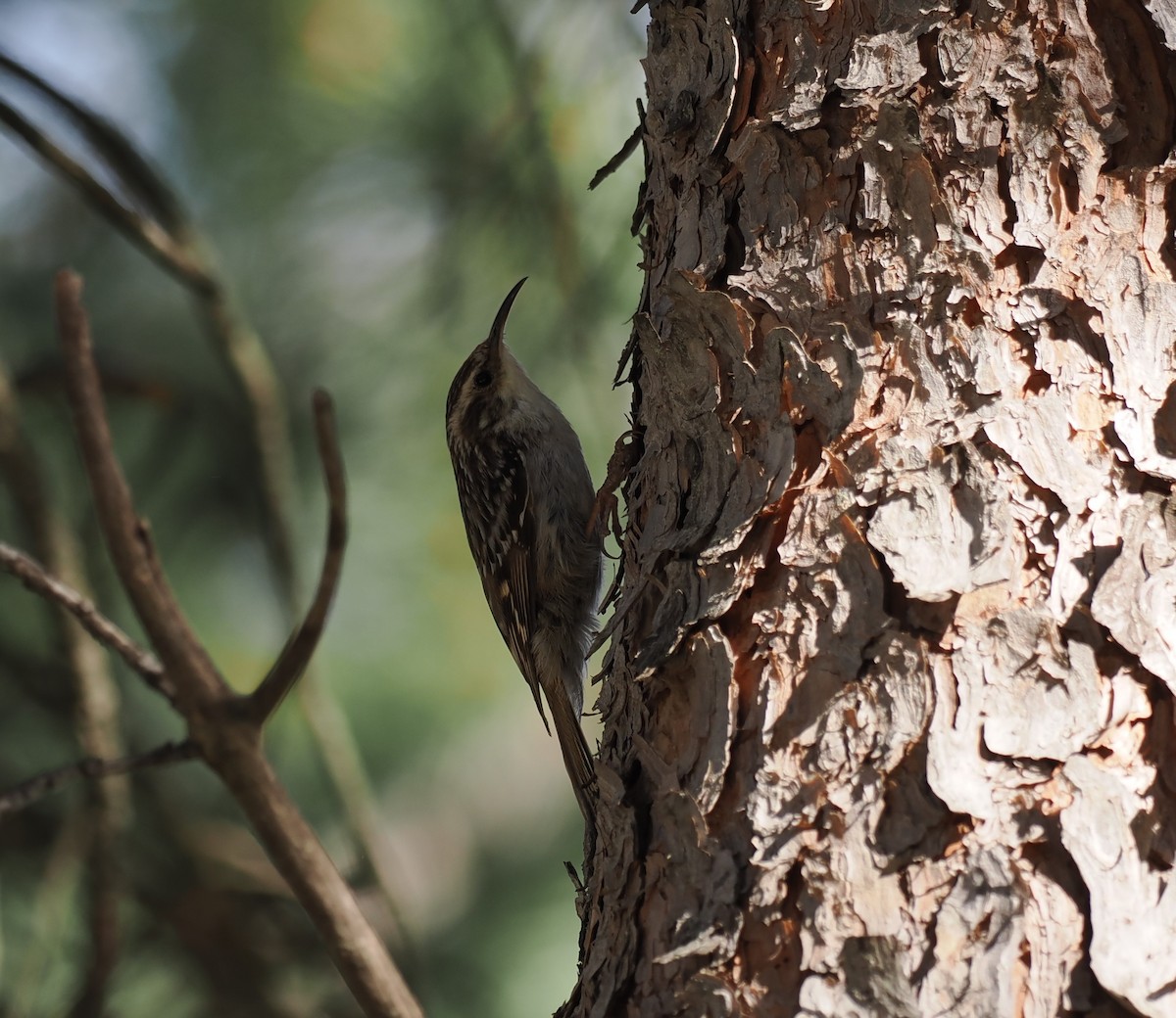Short-toed Treecreeper - ML636038879