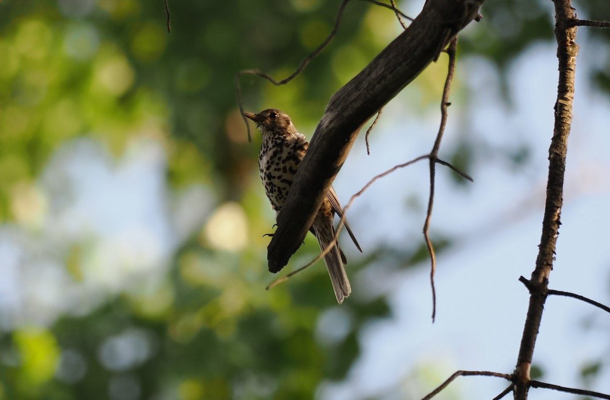 Song Thrush - ML636038886