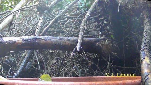 Sommergoldhähnchen - ML636038887