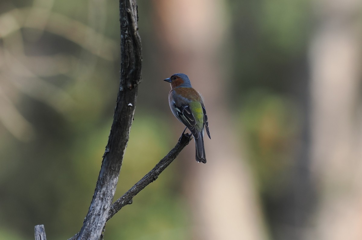 Common Chaffinch - ML636038892