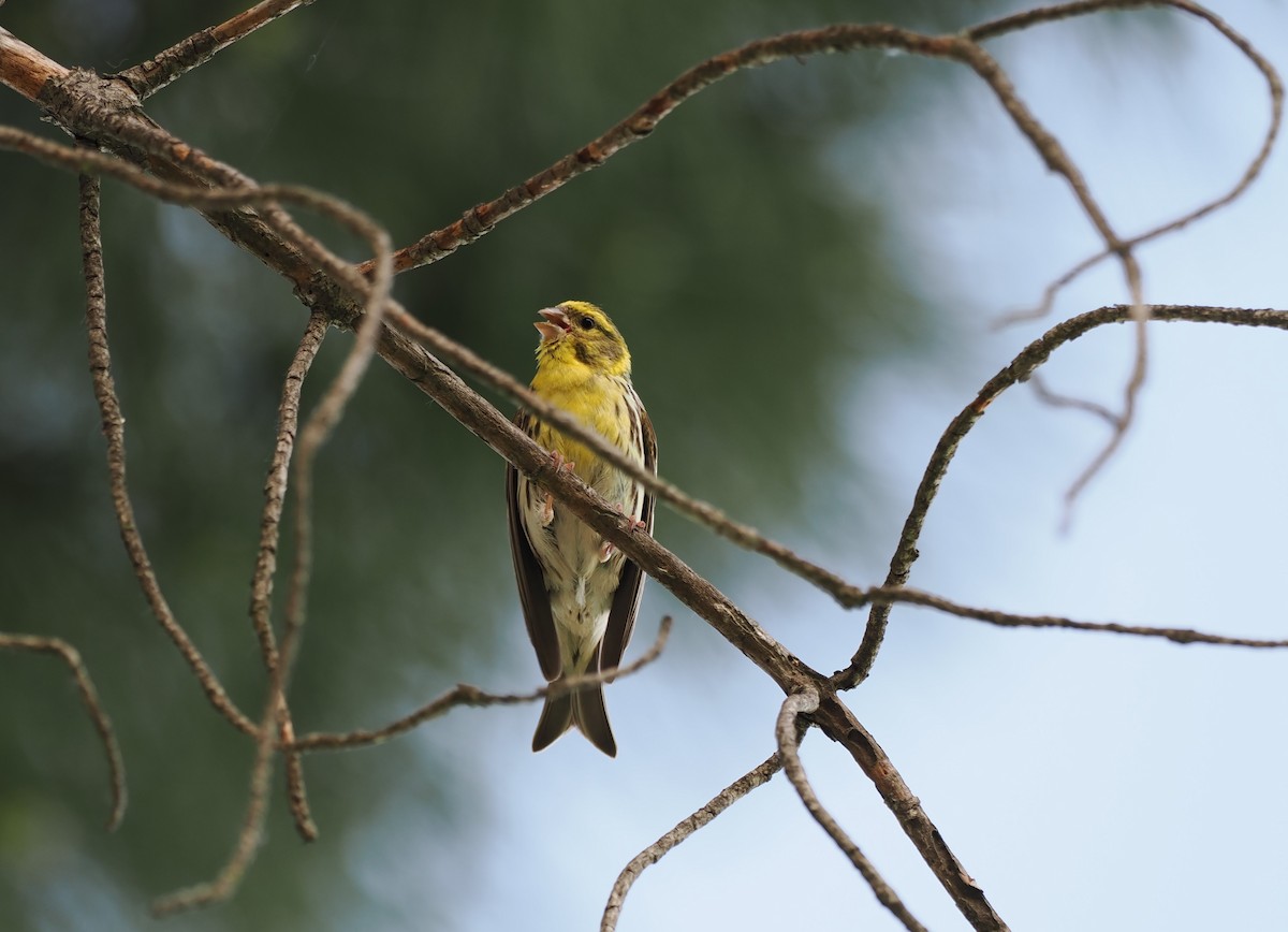 European Serin - ML636038900