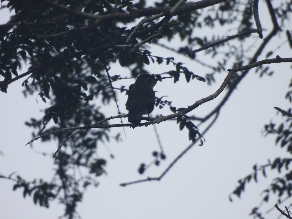 Gray-breasted Sabrewing (obscurus) - ML636038903