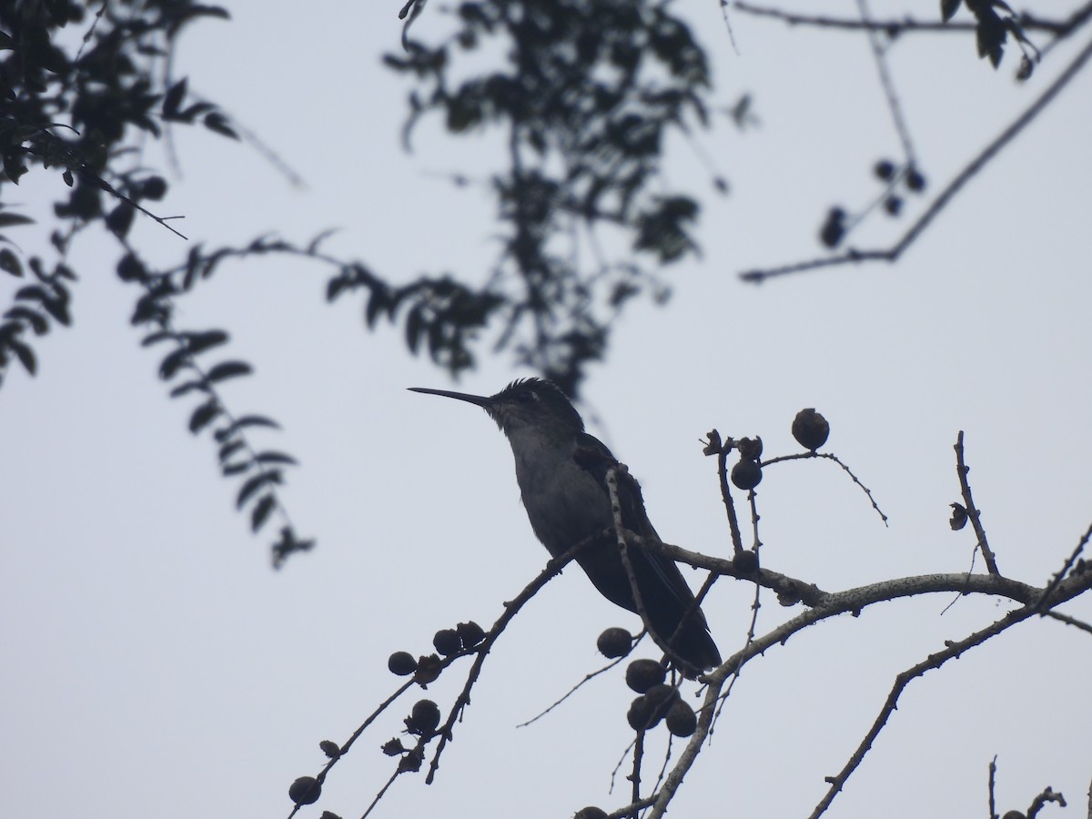 Gray-breasted Sabrewing (obscurus) - ML636038904