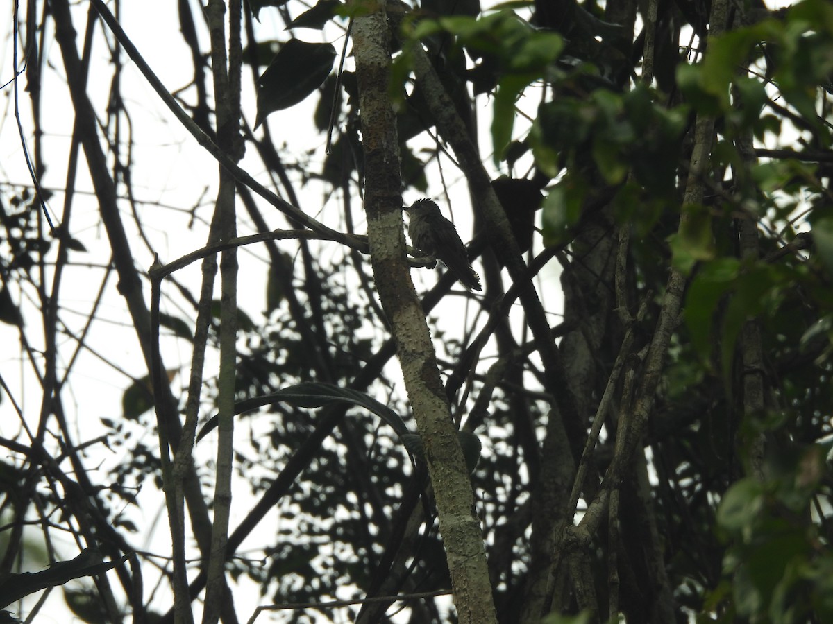 Gray-breasted Sabrewing (obscurus) - ML636038907