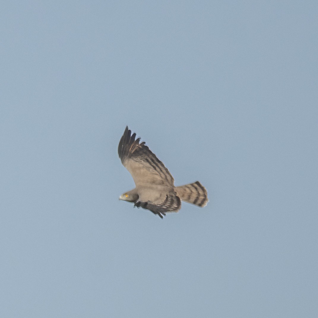 Beaudouin's Snake-Eagle - ML636038968