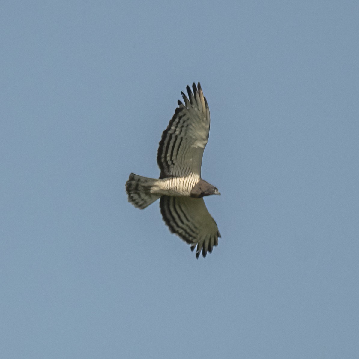 Beaudouin's Snake-Eagle - ML636038970