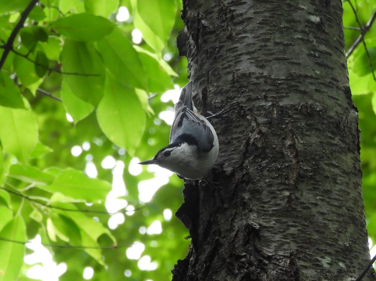 White-breasted Nuthatch - ML636038988