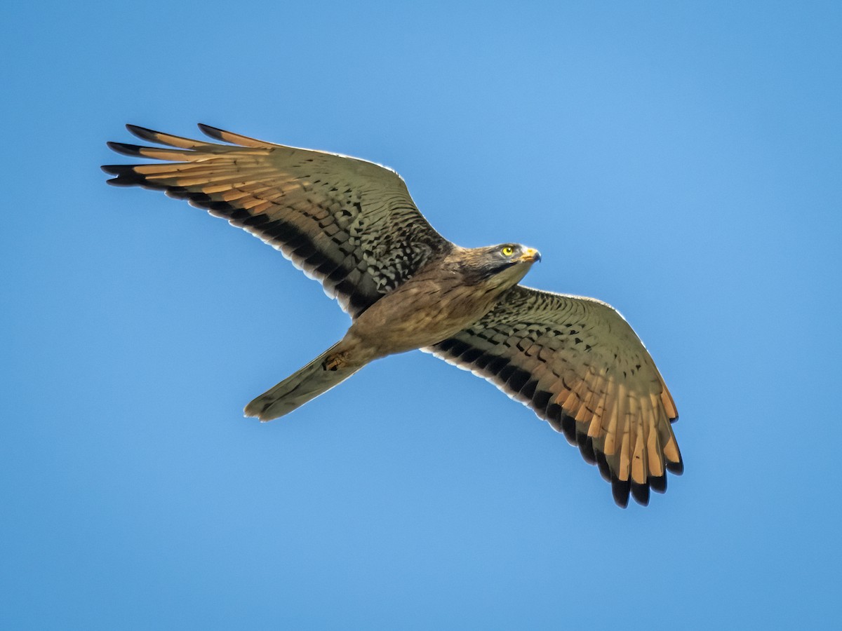 Grasshopper Buzzard - ML636039009