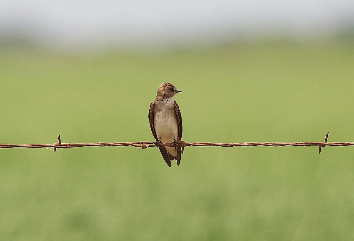 Northern Rough-winged Swallow - ML636039095